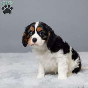 Nova, Cavalier King Charles Spaniel Puppy